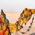 Must-Experience Places in Bhuj, Kutch for your next trip