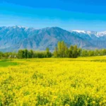 Valley Of Flowers – Uttarakhand