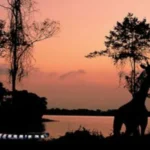 Singapore Night Safari