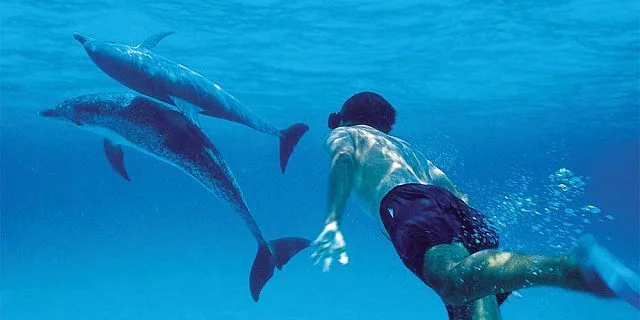Swim with the Dolphins