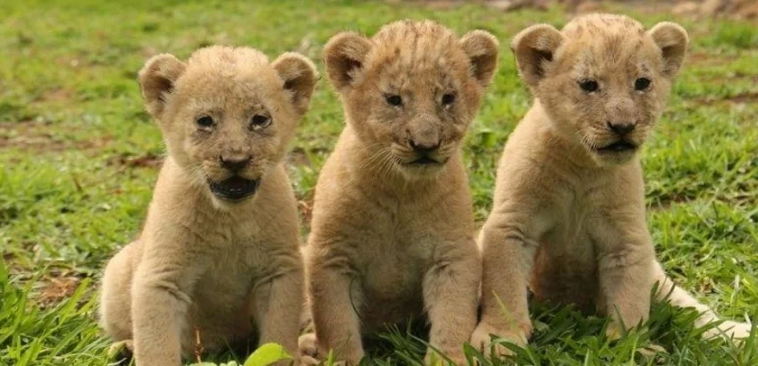 See Lions at Casela Nature and Leisure Park