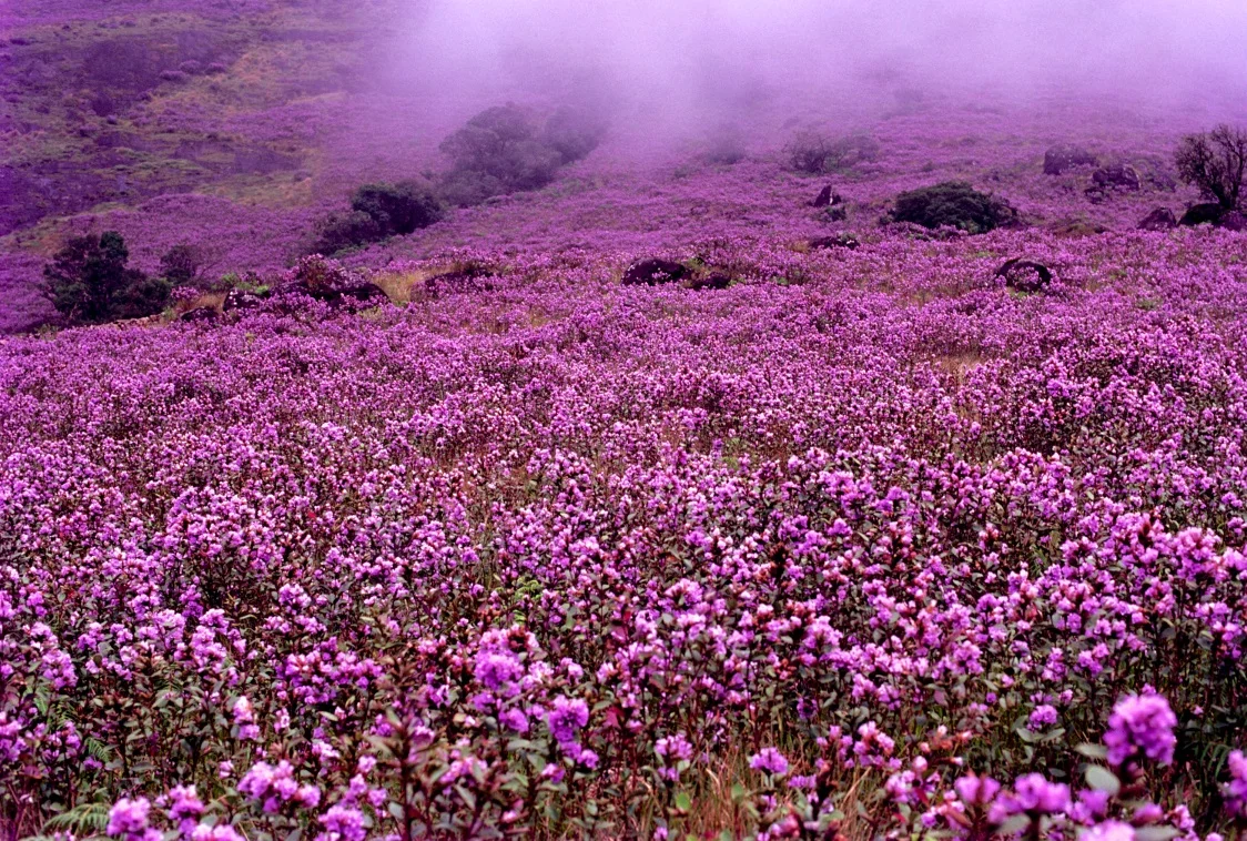 Neelakurinji