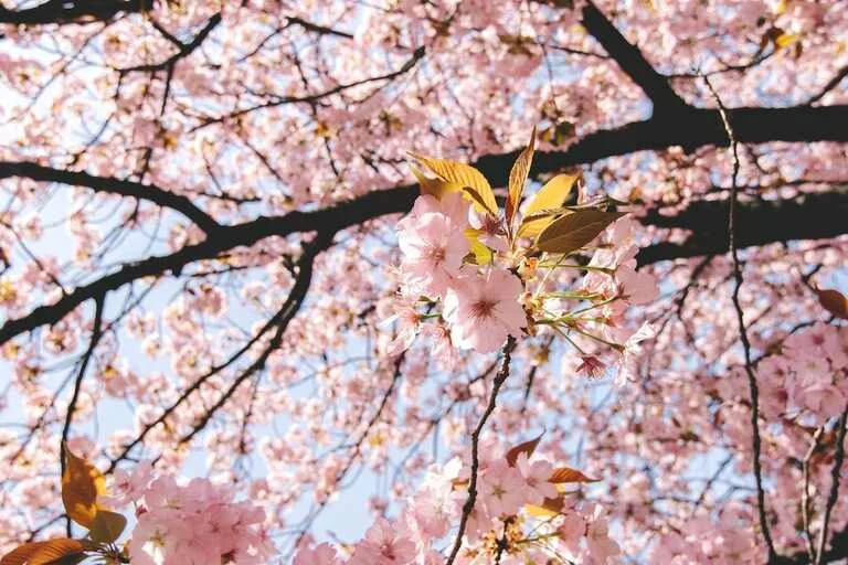 Japan Cherry Blossom Season