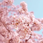 Japan During Cherry Blossom Season