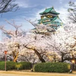 Cherry Blossom Festival in Japan