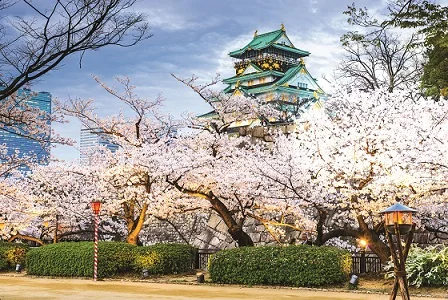 Cherry Blossom Festival in Japan