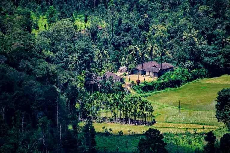 Coffee Plantations in Coorg