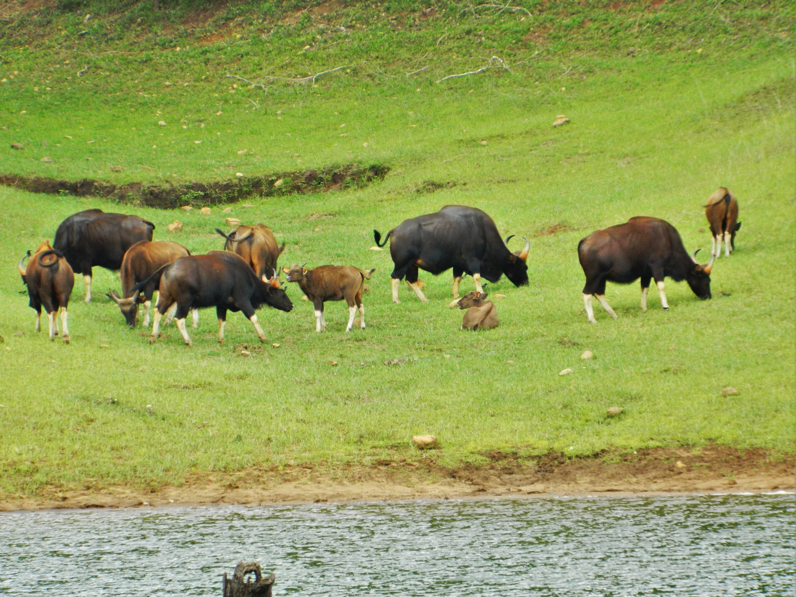 Periyar Wildlife Sanctuary