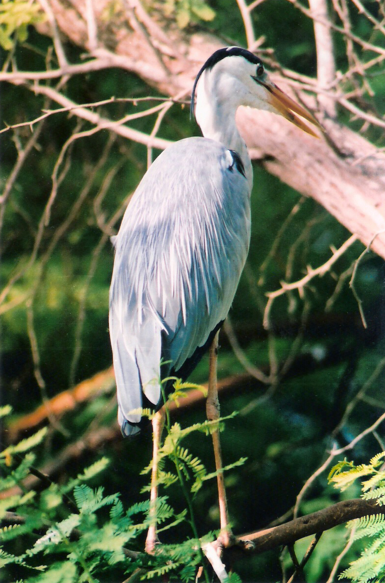 Kumarakom Bird Sanctuary
