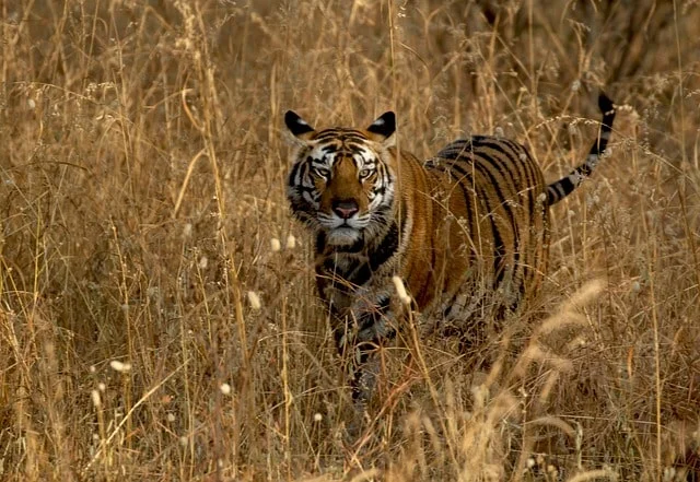 Jim Corbett National Park, Uttarakhand