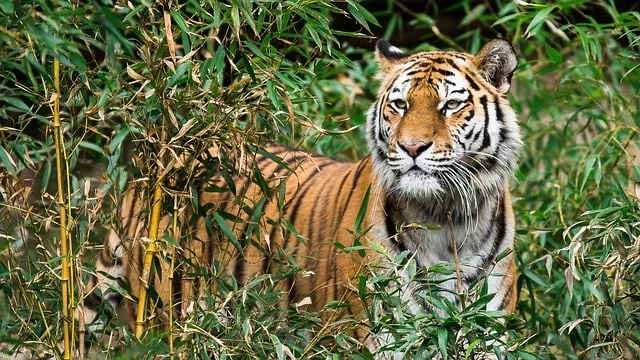Kanha National Park