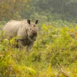 Kaziranga National Park