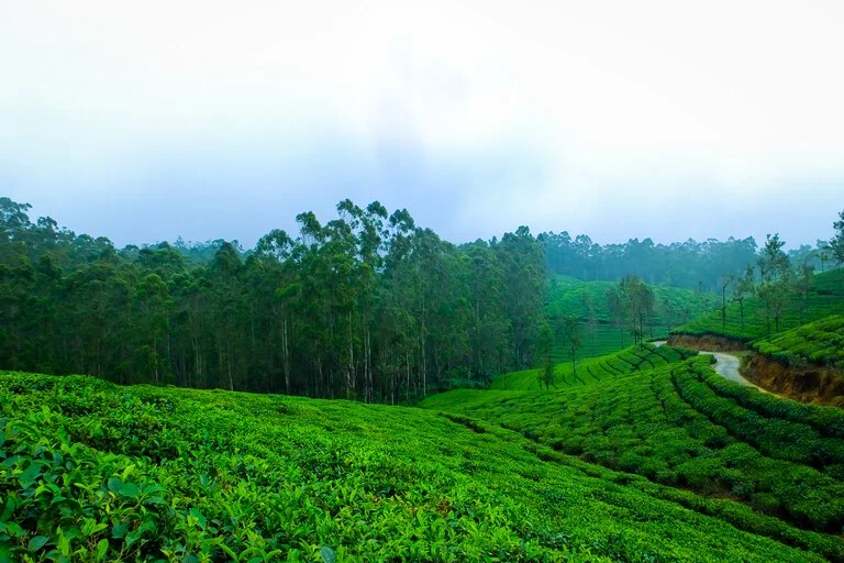 Murikkady