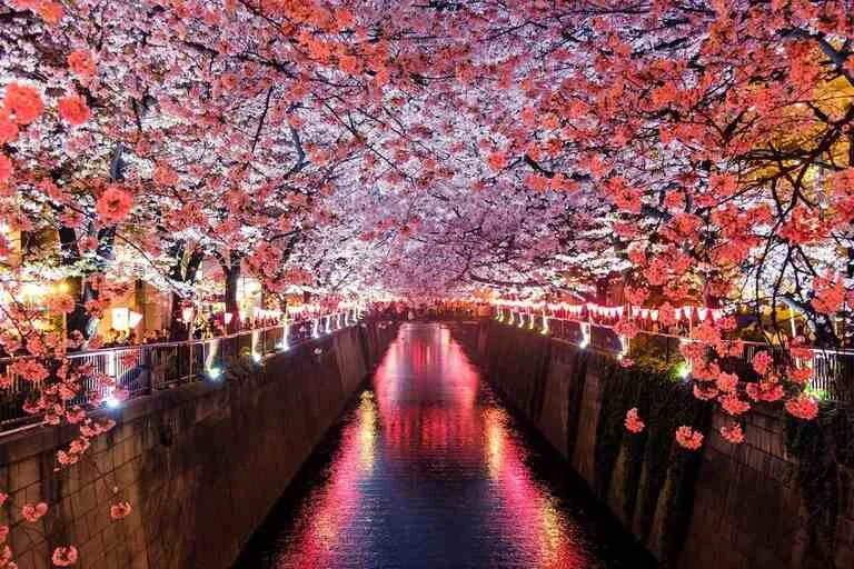 Cherry Blossom