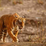 Ranthambore National Park