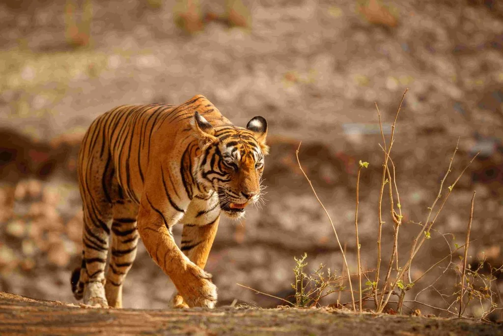 Ranthambore National Park