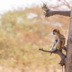 National Parks of Nepal