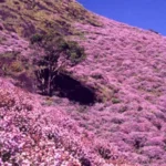 Neelakurinji is Blooming After 12 Years