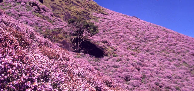 Neelakurinji is Blooming After 12 Years