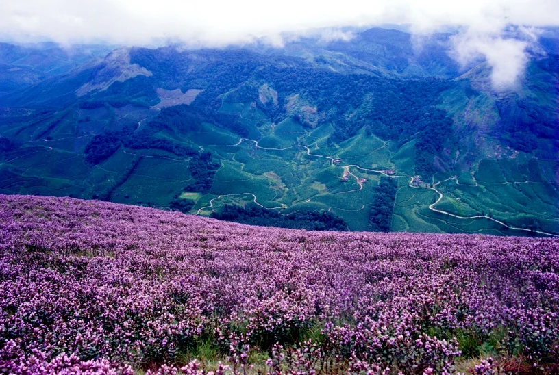 Neelakurinji Event