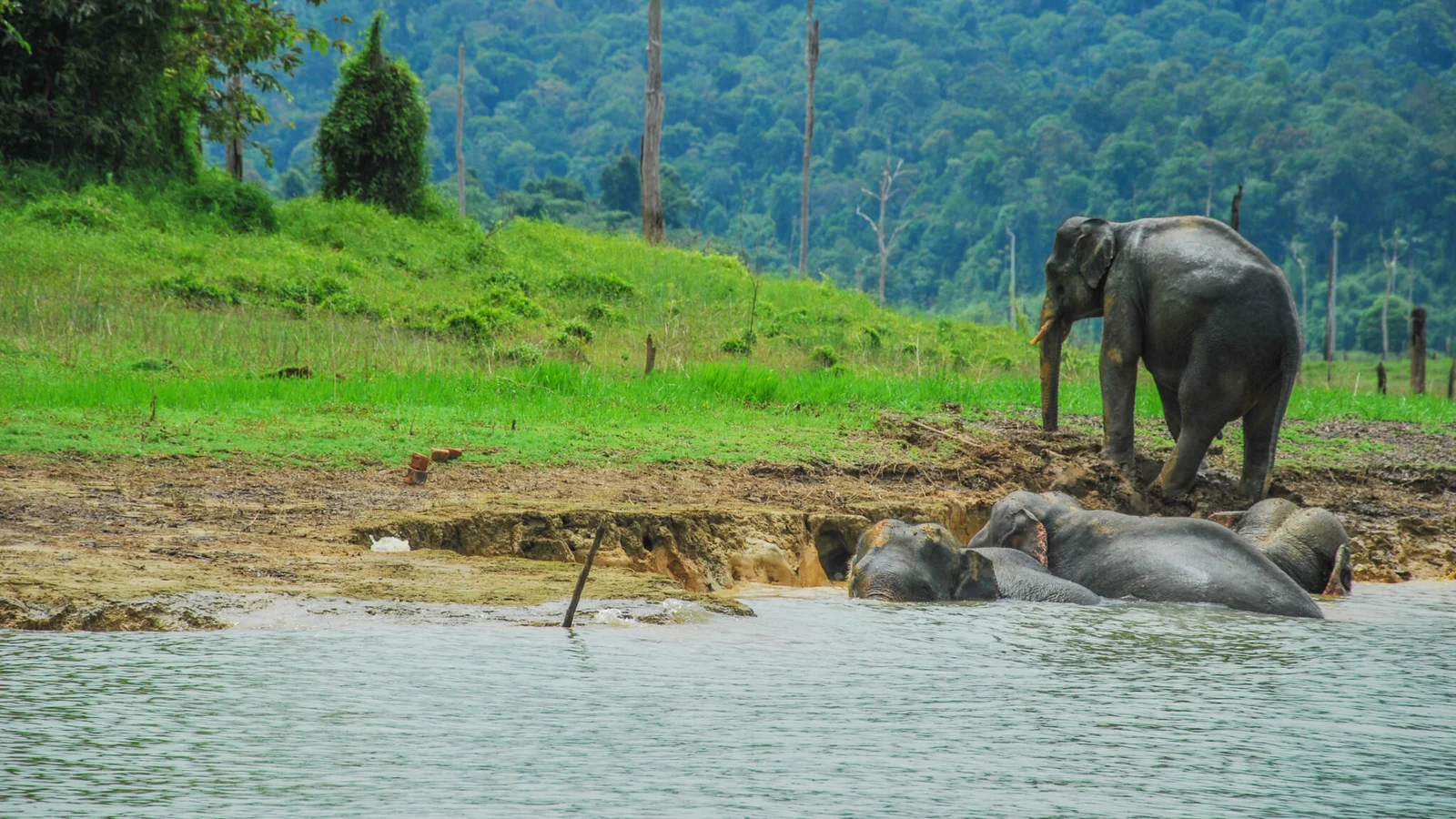 Periyar Wildlife Sanctuary