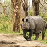 Rhinoceros-in-Kaziranga-National-Park