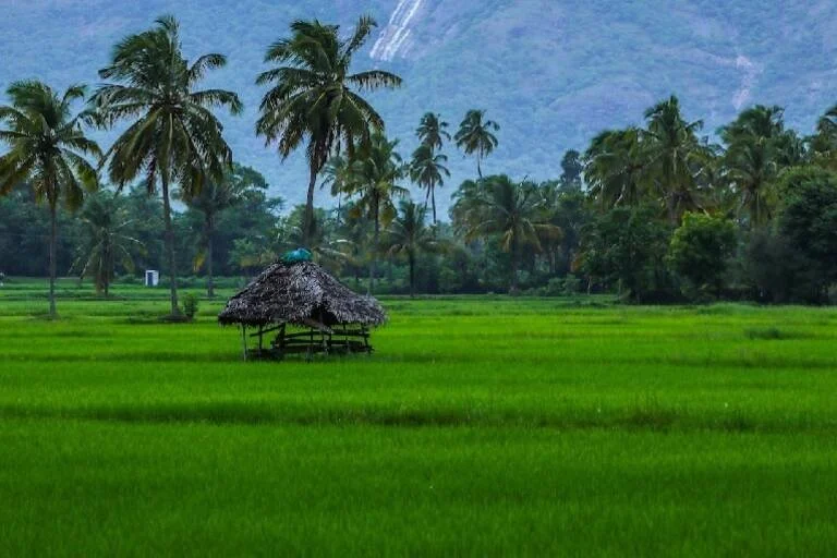 Rice-field-in-Kerala