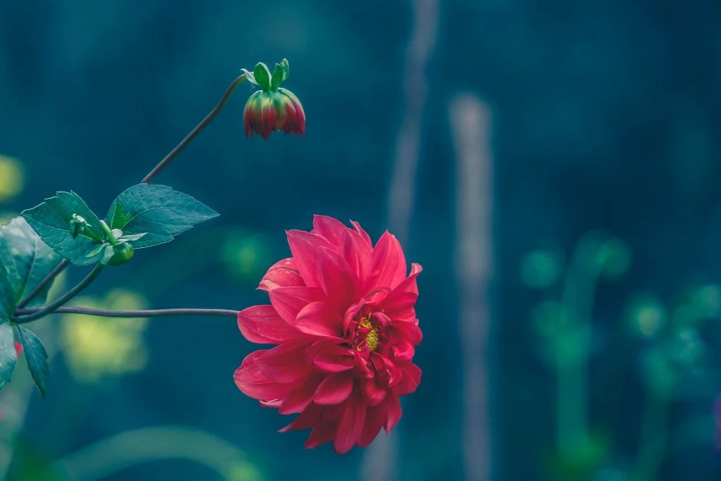 Ooty Botanical Garden