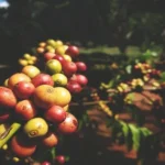 Coorg’s Coffee Plantations