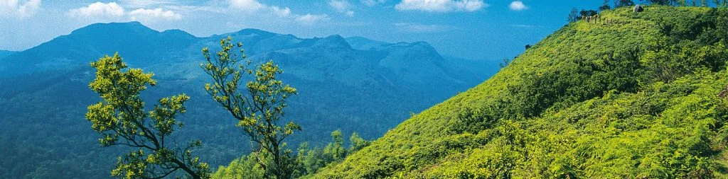 Coorg, the canopy of green in the misty mountains