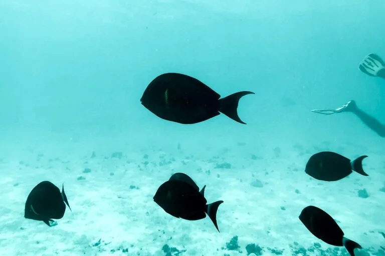 Fishing at Kadmat Island