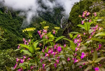 Valley of Flowers, Uttarakhand