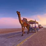 Decorated camel cart at Rann Festival