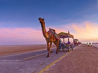 Decorated camel cart at Rann Festival