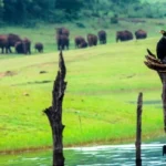 Kerala, live life with wildlife