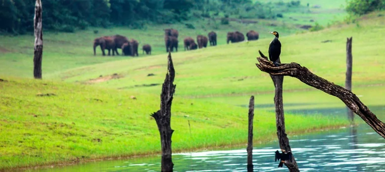 Kerala, live life with wildlife