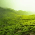 Munnar Tea Gardens