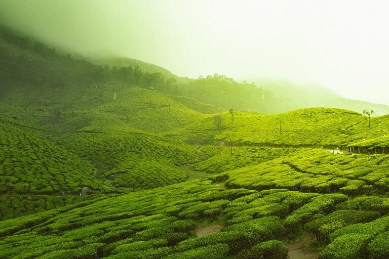 Munnar Tea Gardens