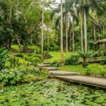 the flora and fauna of Fiji’s Sleeping Giant