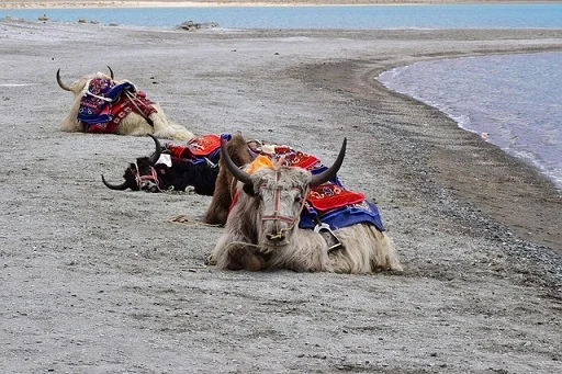 yak