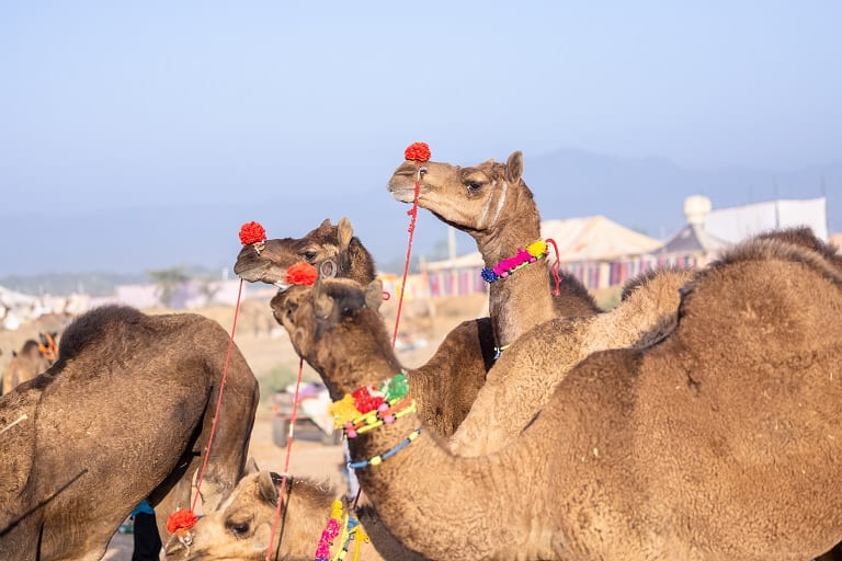 Desert Festival Rajasthan