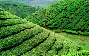 Independence Day Weekend Special Munnar - Thekkady