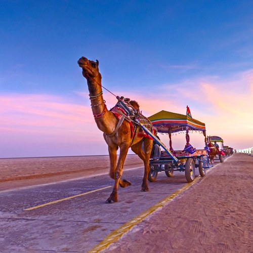 Great Rann Utsav Dhordo 2N