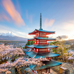 Cherry Blossom