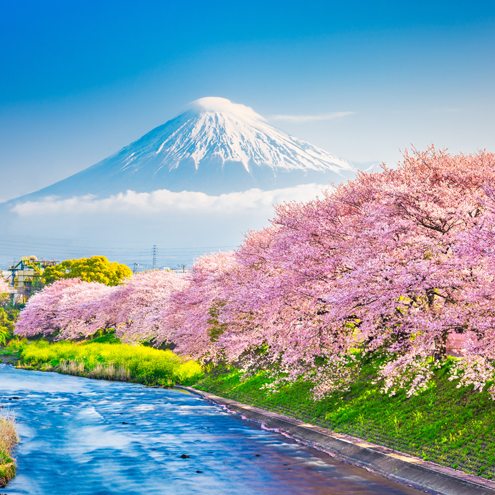 Japan with Korea Cherry Blossom (Seoul-Tokyo)