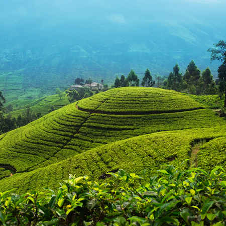 Forever Moments Sri Lanka Luxury Honeymoon